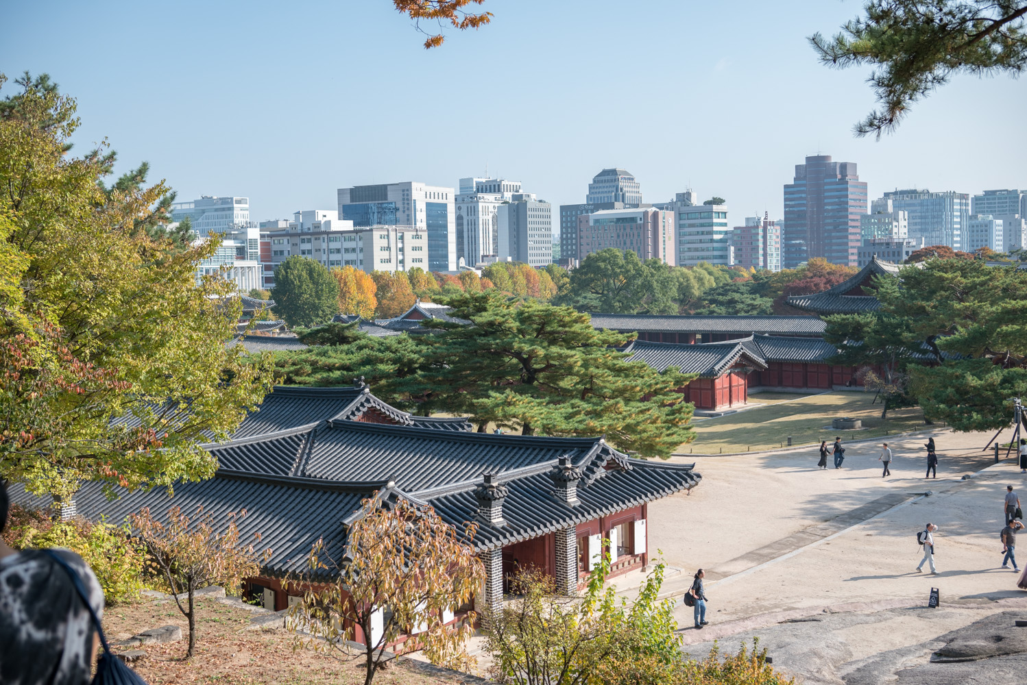 2024년 10월 30일 창경궁 단풍 근황