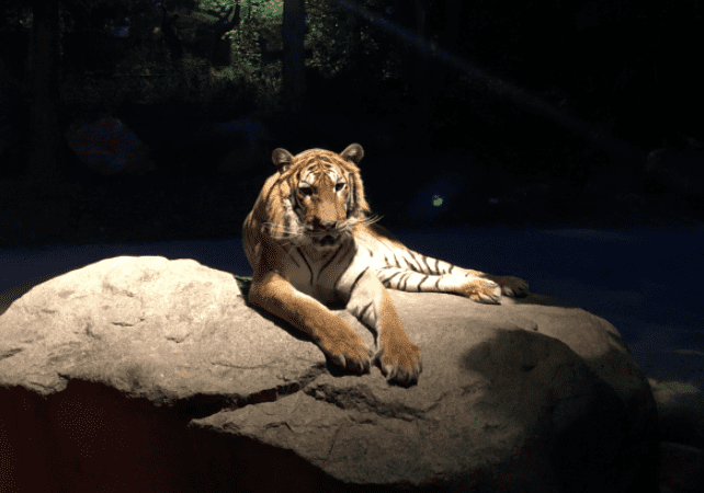 나이트 사파리 호랑이가 앉아있는 모습