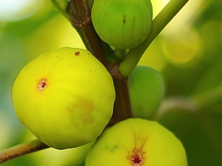 무화과 생으로 섭취