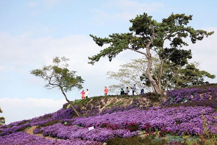 신안 퍼플섬 아스타축제