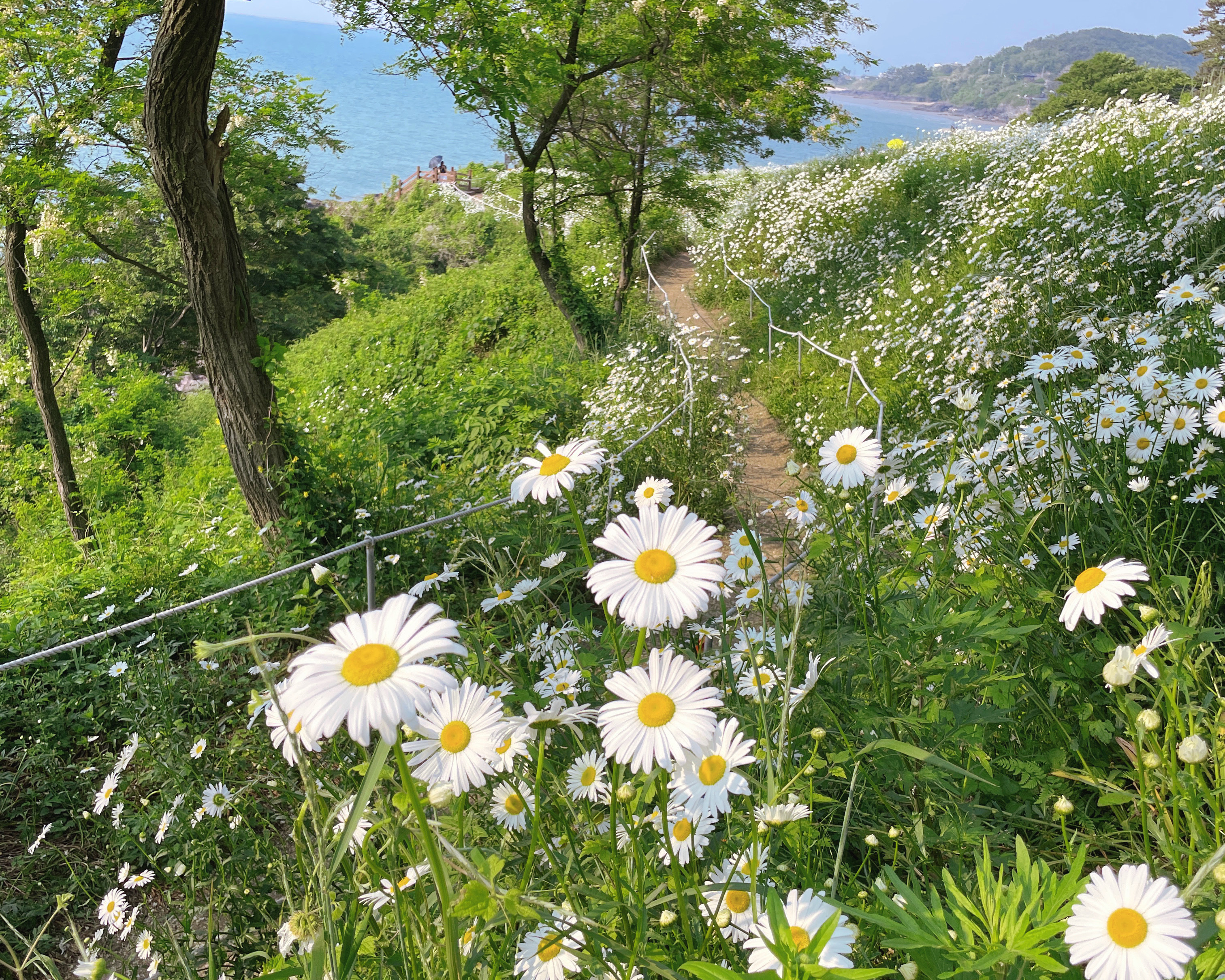 부안 샤스타데이지