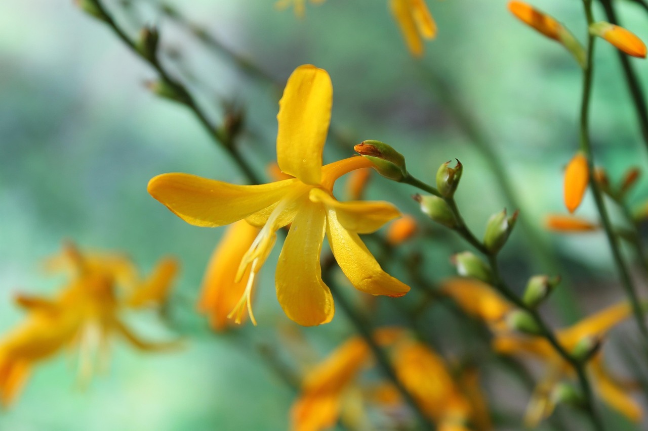 신안 섬 크로코스미아 꽃 축제