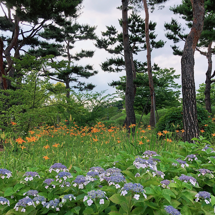 한밭수목원-산수국