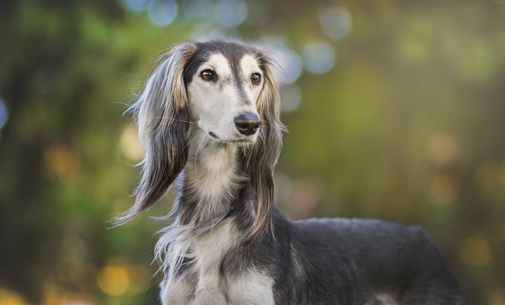 강아지가 좋아하는 향과 싫어하는 향
