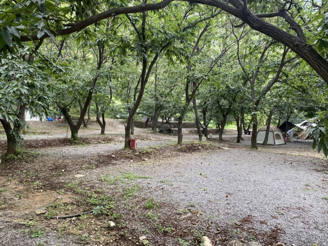 가평 : 밤나무숲 캠핑장 (애견동반가능)