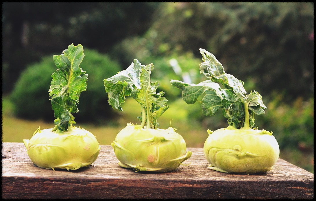 콜라비관련이미지10