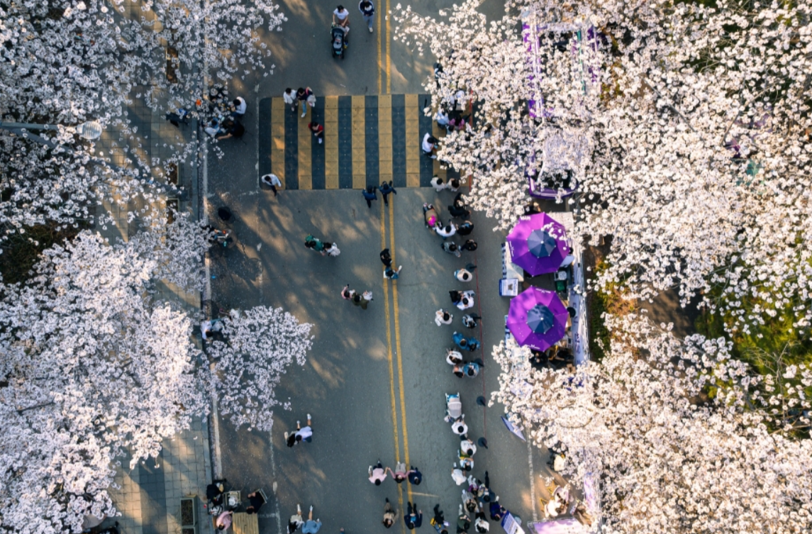 렛츠런파크 서울 벚꽃축제 벚꽃야경