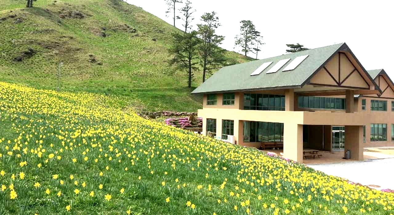 언덕을 따라 노란 수선화가 파도처럼 펼쳐진 지리산 치즈랜드 전경이다. [ⓒ네이버플레이스 지리산치즈랜드]