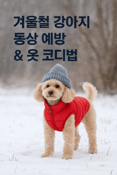 강아지 겨울철 동상 예방법 & 실내외 옷 코디 꿀팁
