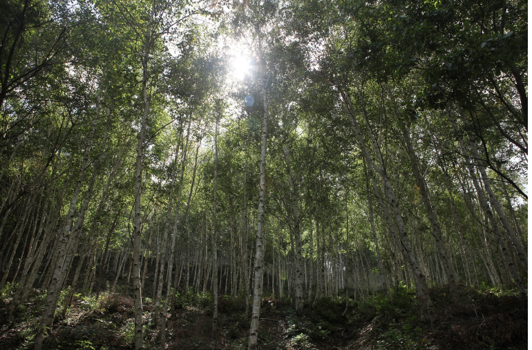 한국의 숲속 힐링 여행: 남이섬, 장성 축령산 편백숲