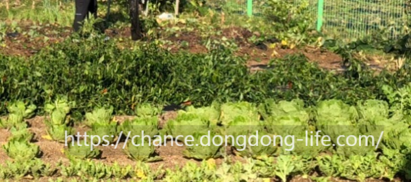 김장김치 10kg 20kg 20포기 50포기 황금 양념 비율로 맛있게 담그는 방법