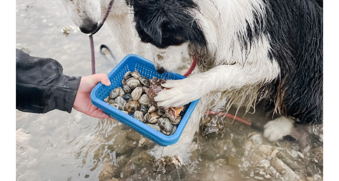 "댕댕이 갯벌 체험 with 태안" 프로그램, 바다 산책, 숙소 추천 관련 댕댕이 갯벌 체험 사진