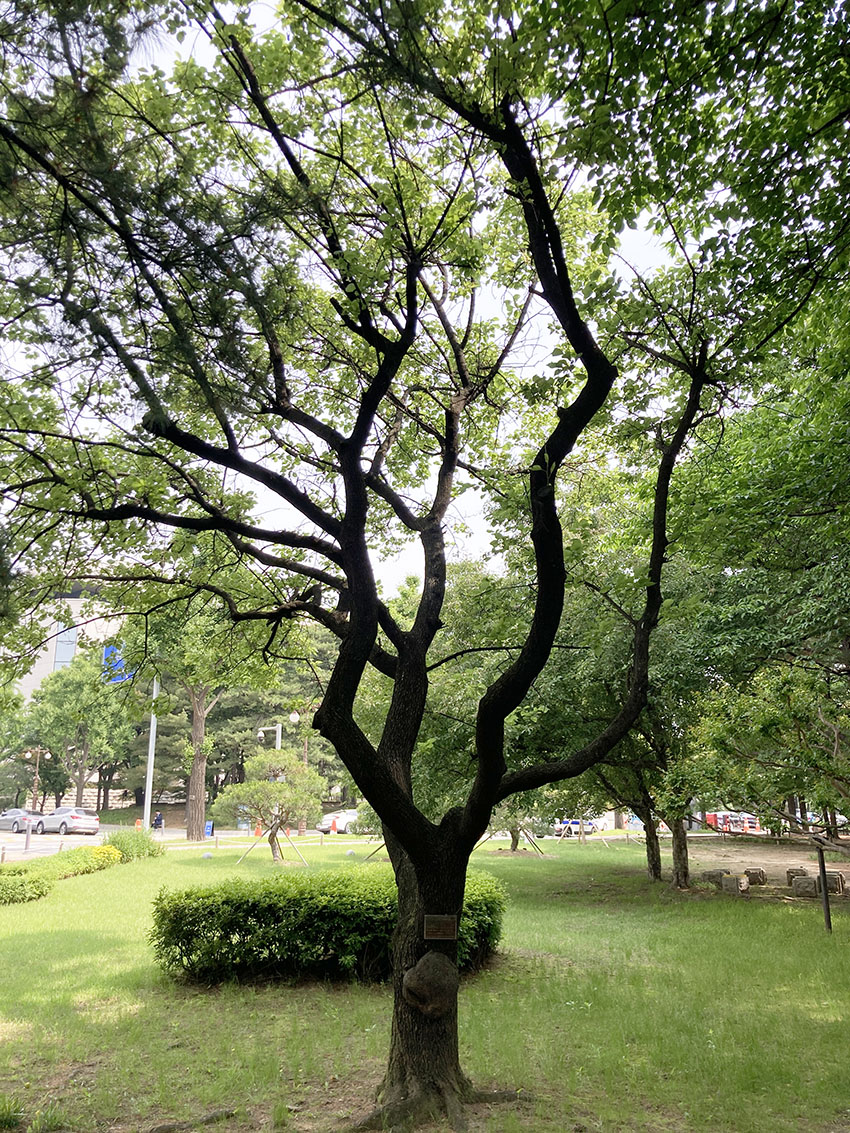 살구나무