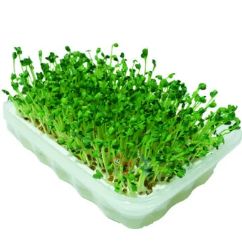 새싹브로콜리 재배 트레이 파종 물 관리 영양 풍부_9