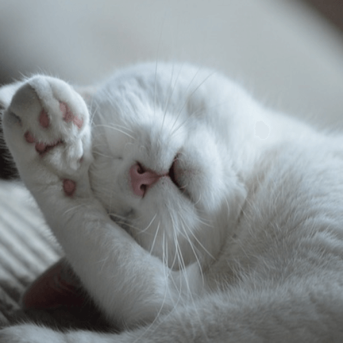 탈모 예방 방법