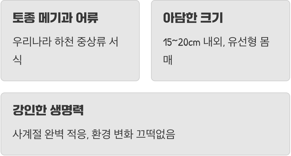 우리 강에 사는 작고 귀여운 상어