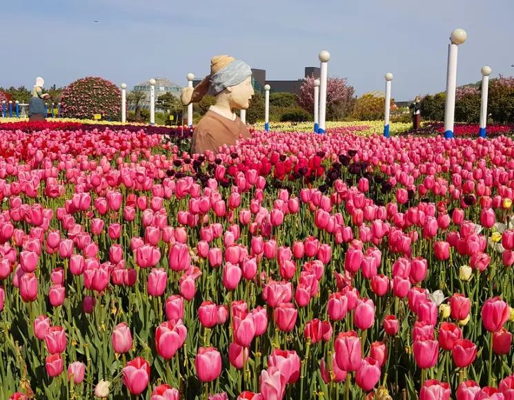 2025년 태안 튤립축제 일정&amp;#44; 개화시기&amp;#44; 주차장&amp;#44; 입장료