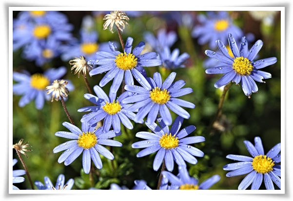 "마가렛" 상큼함으로 일상을 물들이는 꽃, 키우기부터 활용까지 완벽 가이드!