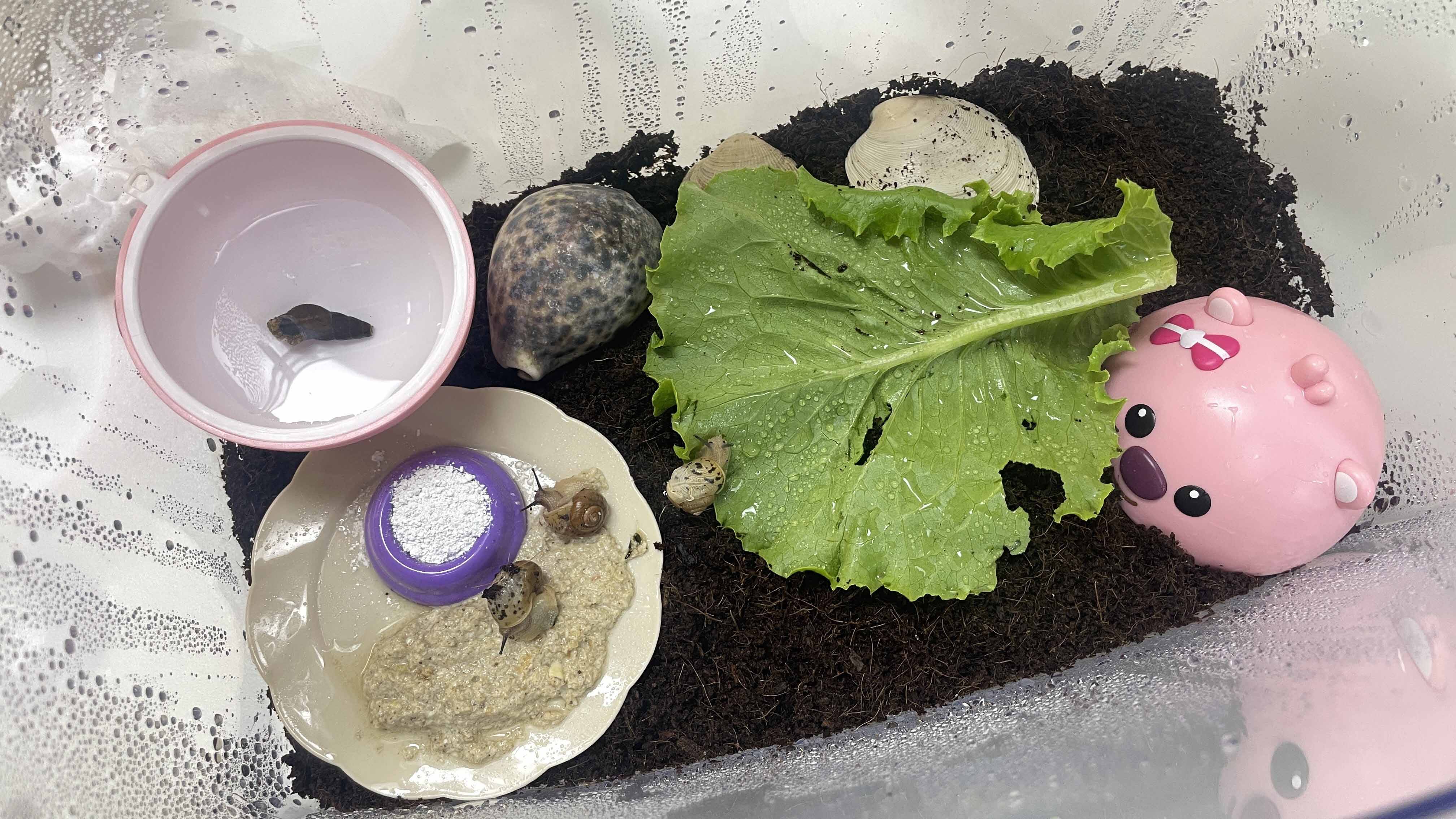 달팽이키우기-달팽이집만들기,달팽이채집키트