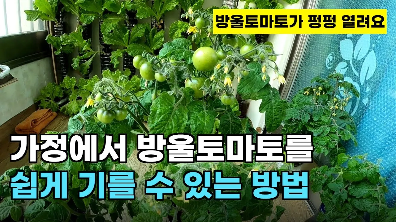 방울토마토 신선하게 보관하는 법 및 보관기간 안내_4