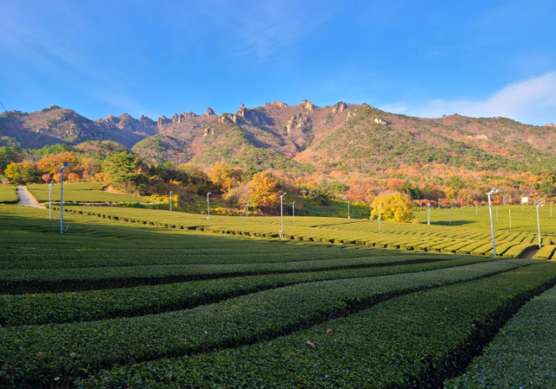 백운동정원 차밭