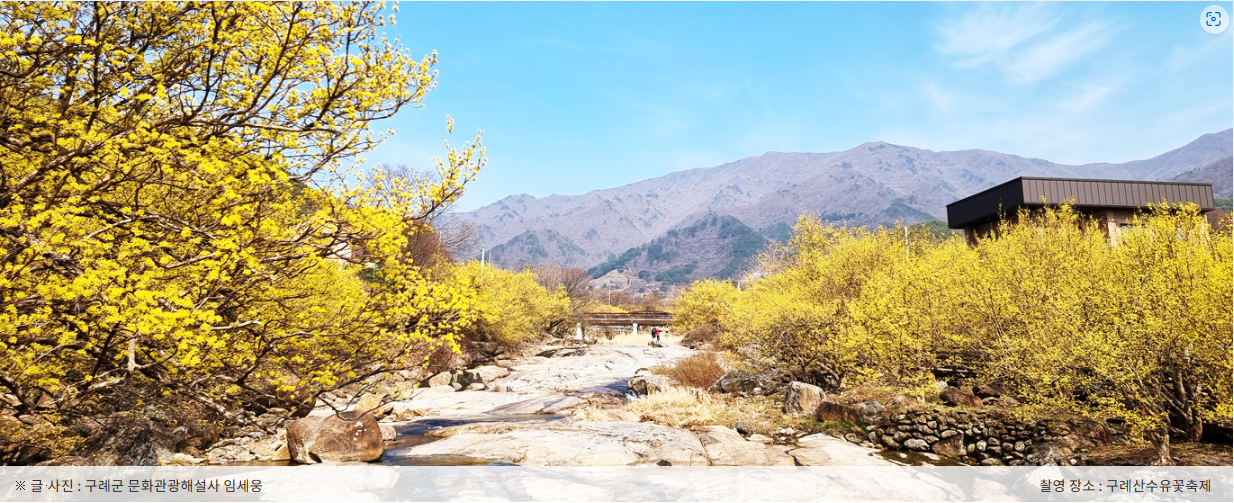 구례 산수유축제