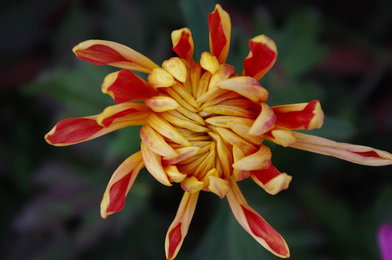 플로리스트 자격증&amp;#44; 꽃 디자인 전문가가 되는 가장 확실한 준비 가이드