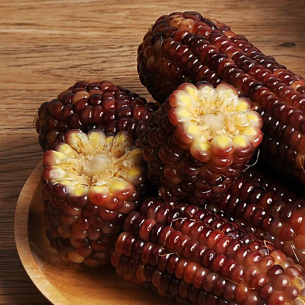 옥수수 하루 권장량