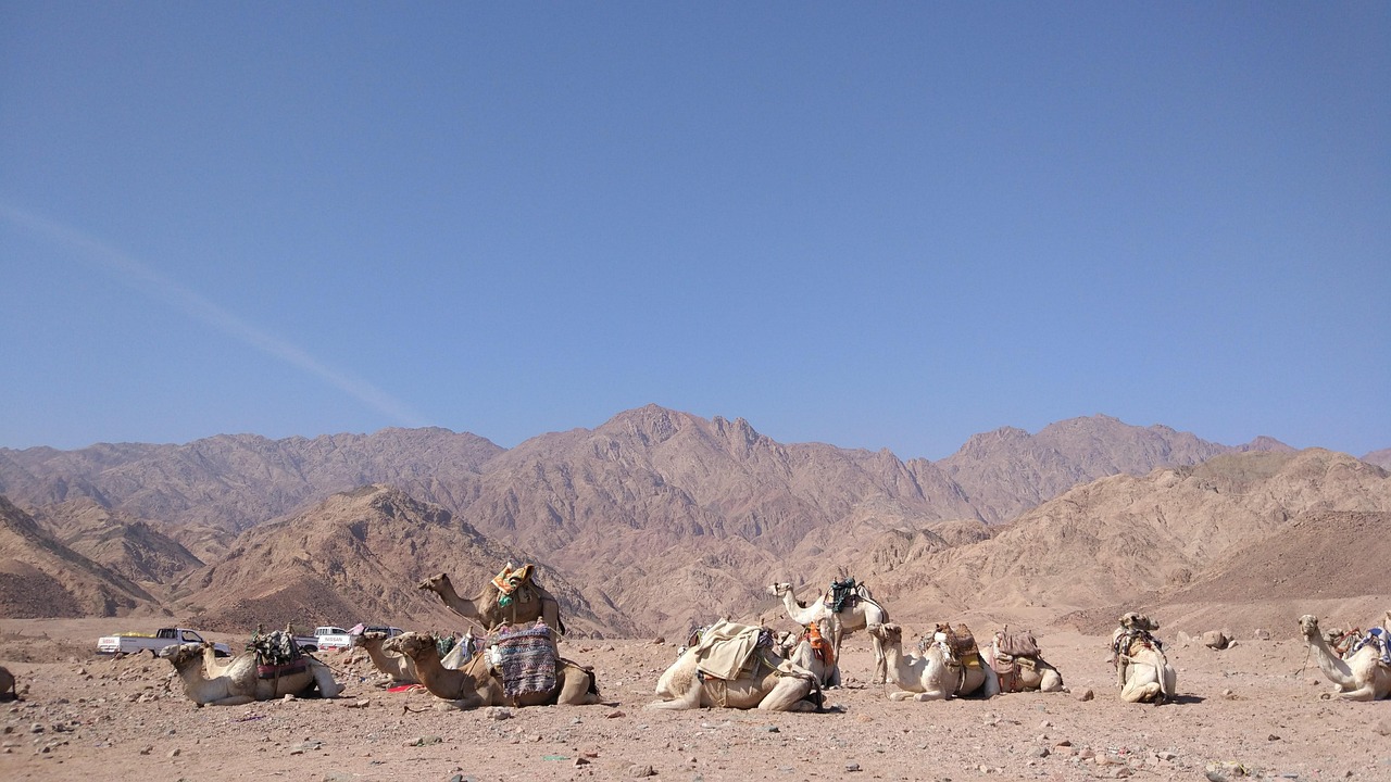 이집트 여행 관련 사진