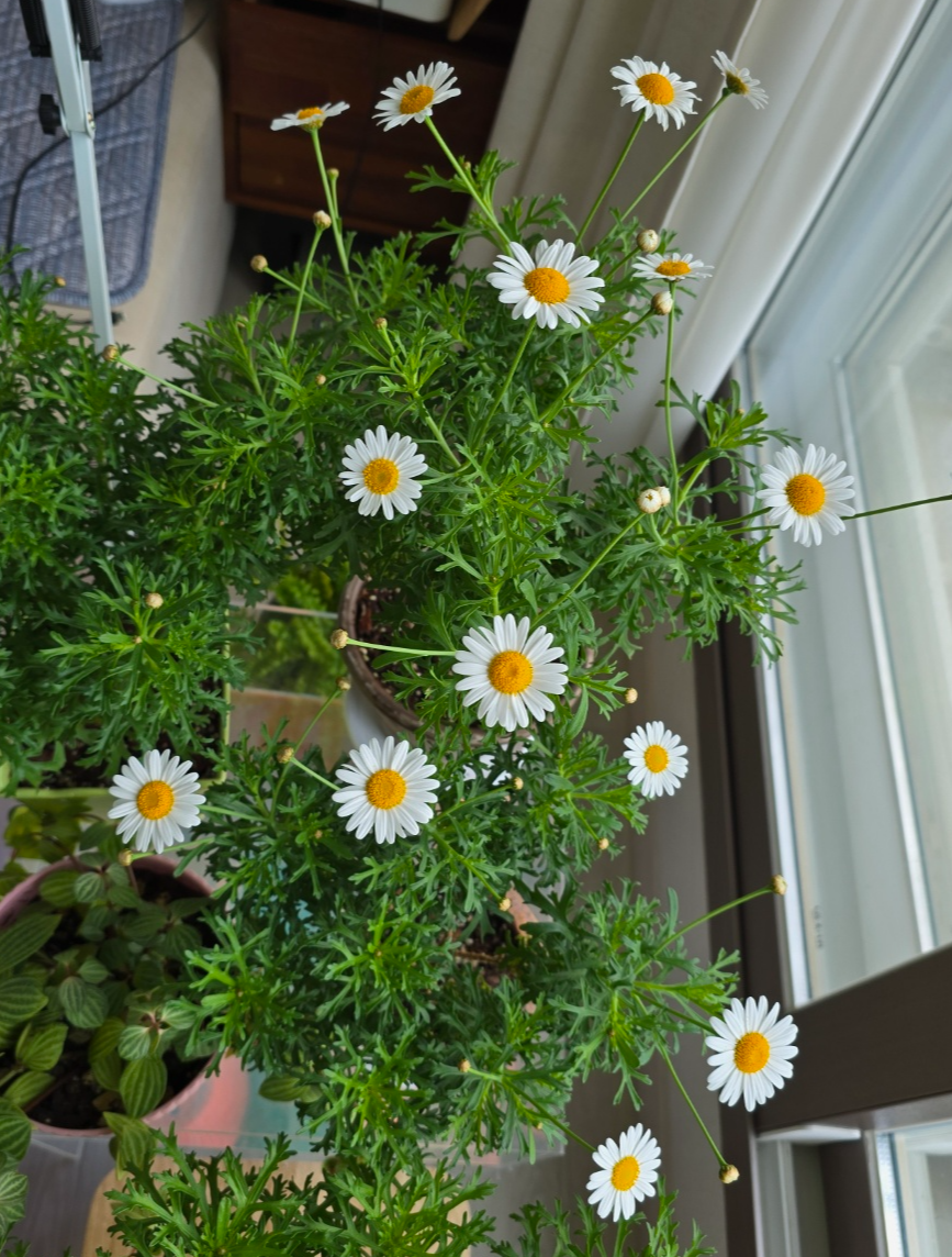 너무예쁜 목마가렛입니다.