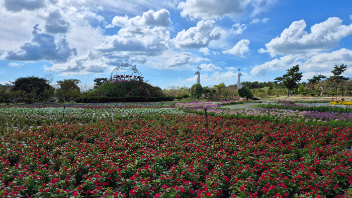 2025 태안 가을꽃박람회 전경
