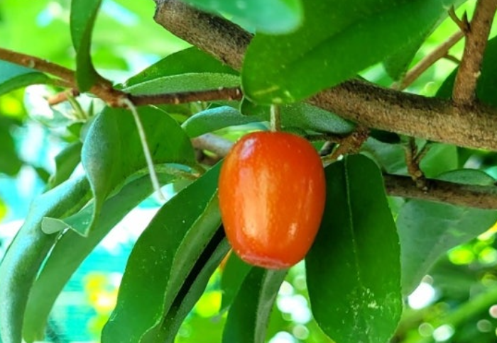 보리수-열매-효능-부작용-하루-섭취량-관련-사진