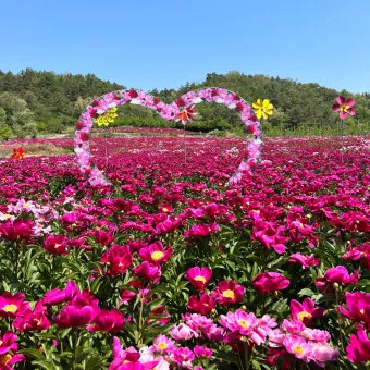 5월 가봐야할 전국 축제 10선 가족 연인 최고 명소_9