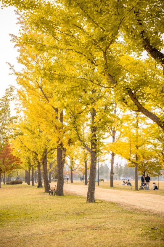 강천섬 유원지 은행나무 단풍길 사진