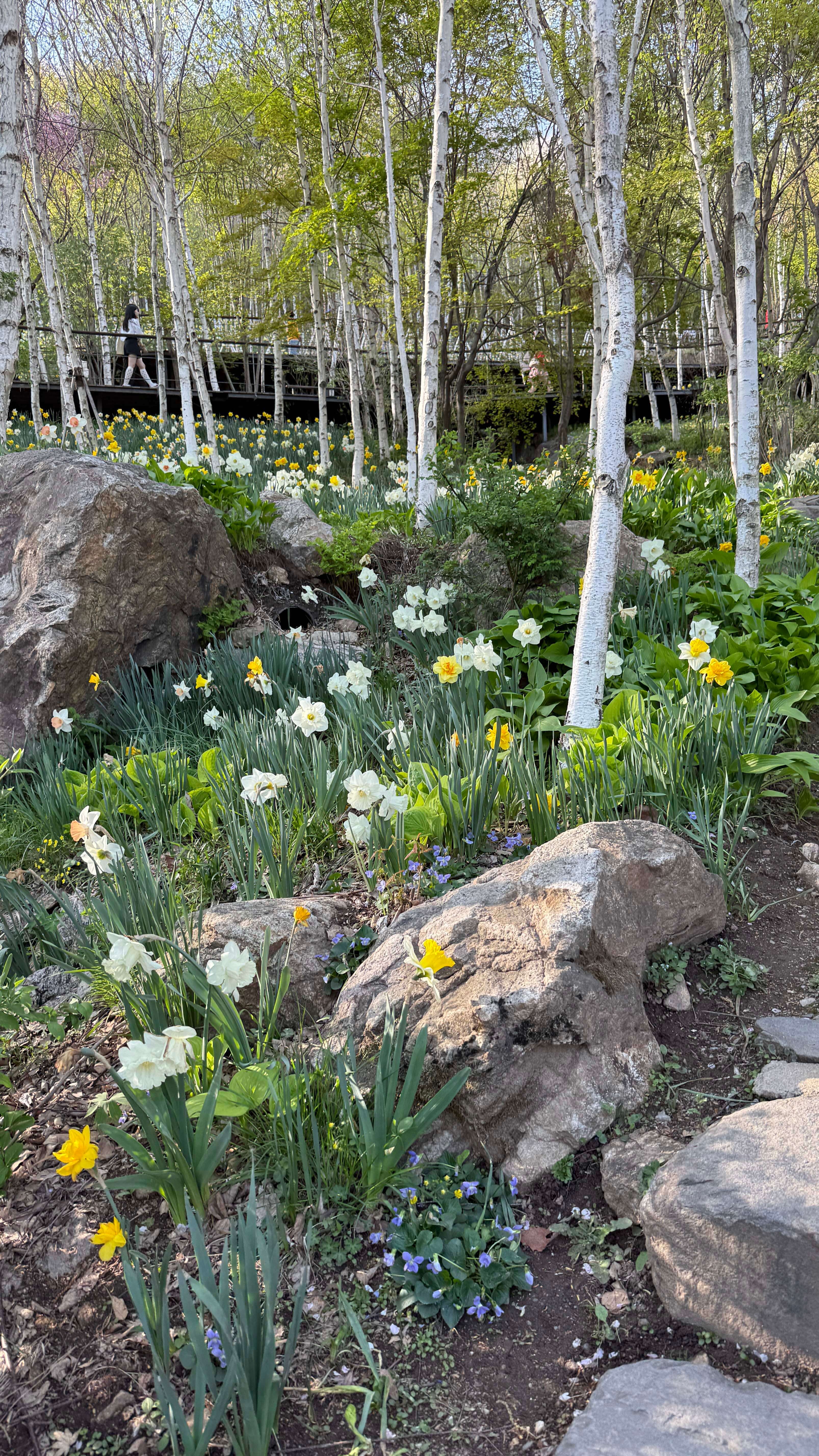 화담숲 봄 수선화 축제 자작나무숲