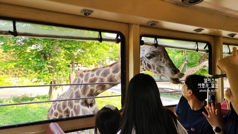 에버랜드 자유이용권 50% 할인, 2022 할로윈 기간 놀이기구 인기 어트랙션 BEST 05