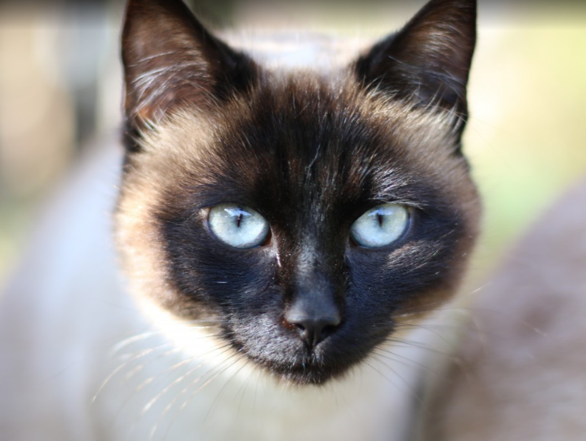 발리니즈 고양이