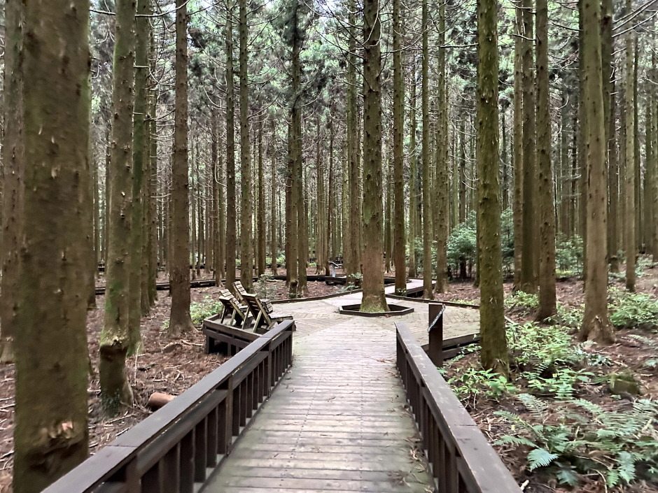 7월 여행지 사려니숲길