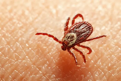 옴 진드기 증상과 치료법, 전염 예방까지 알아야 할 모든 것