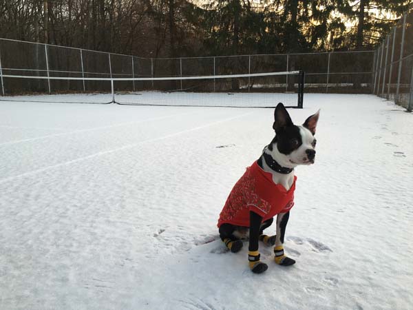 옷과 신발을 신은 강아지