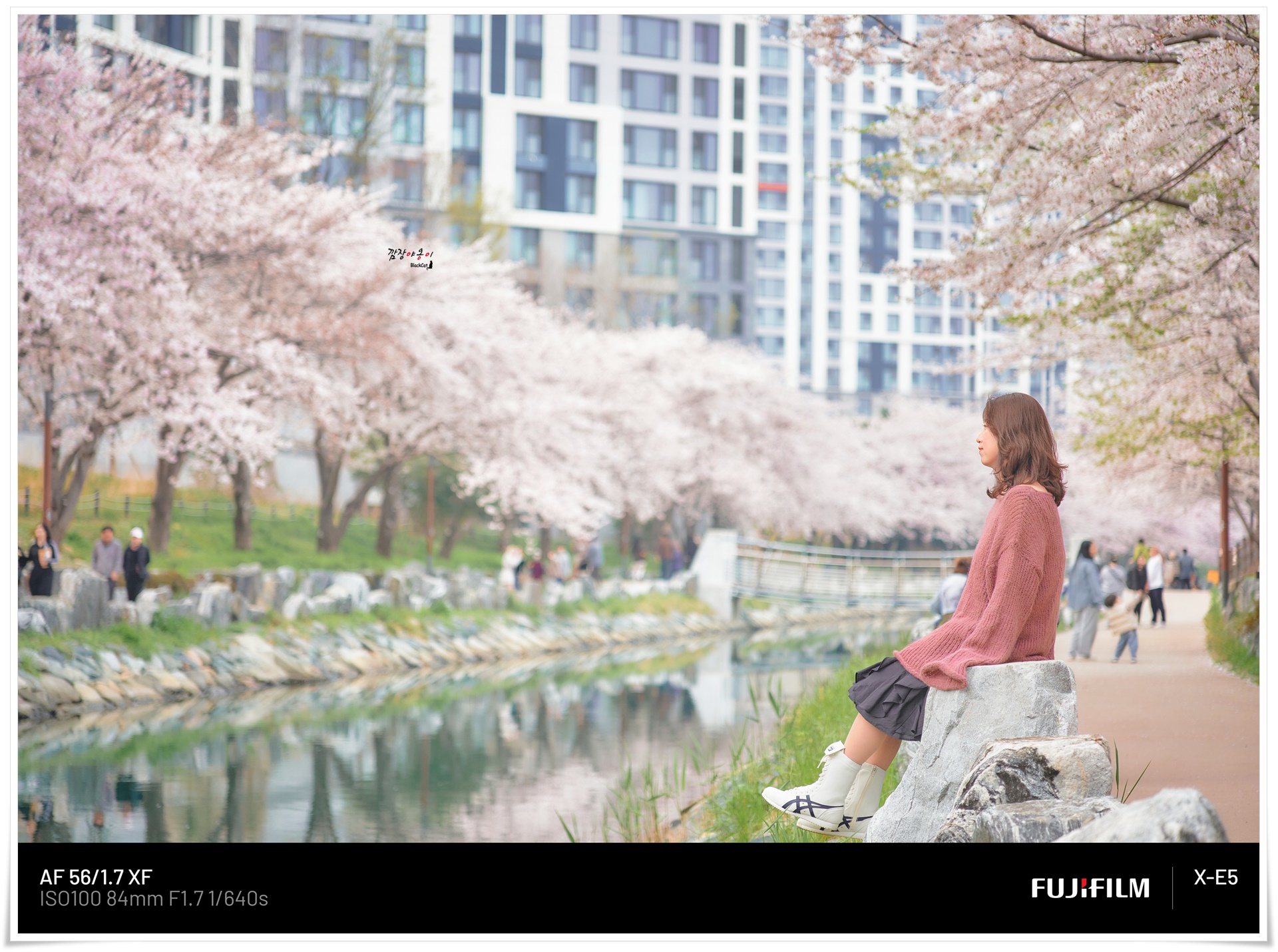 해수천과 어우러진 벚꽃길