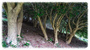 고흥금탑사 비자나무숲