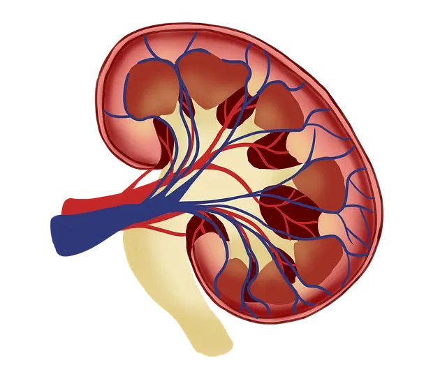 신장 모양 그림