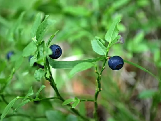 재냉동하지 않는 블루베리