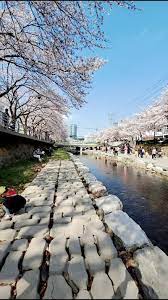 궁거랑 벚꽃축제 기본일정과 프로그램 및 초대가수 소개 (요요미 출연)