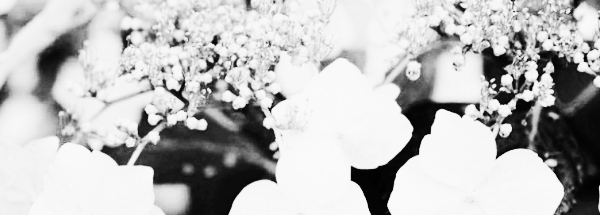 수국 종류: 큰잎 수국 (산수국)