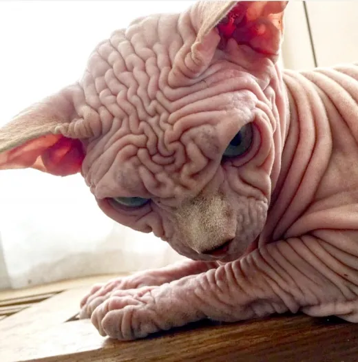 스핑크스 고양이 유전병_3