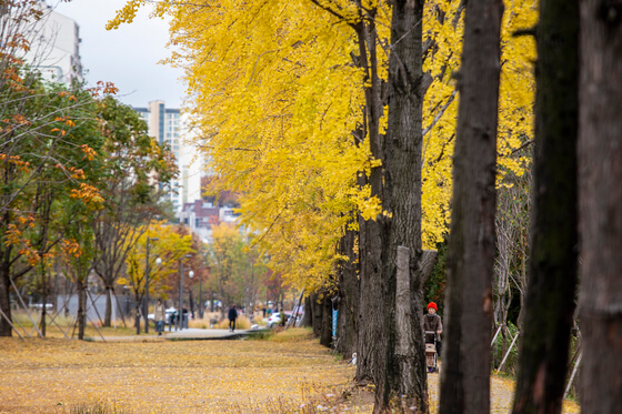 서울 도심 속 단풍 카페거리 추천! 낭만 가득한 가을 데이트 코스 4선