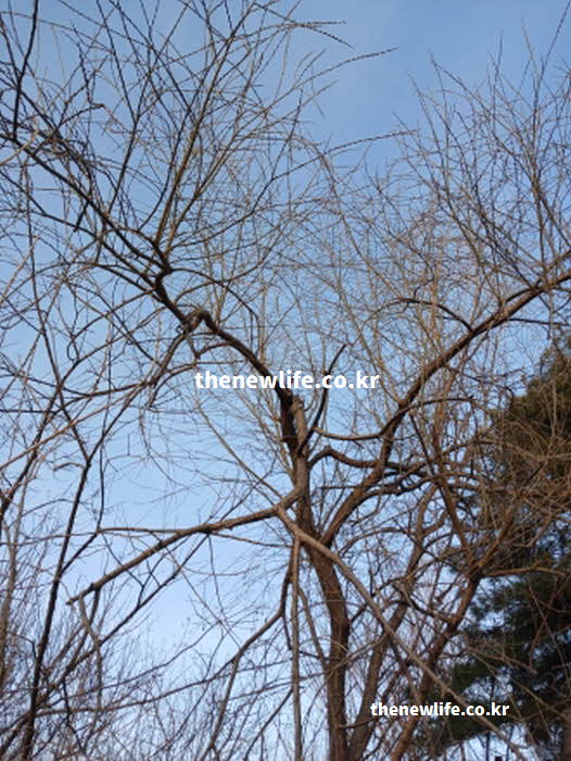 꾸지뽕 효능 항암 수술 후