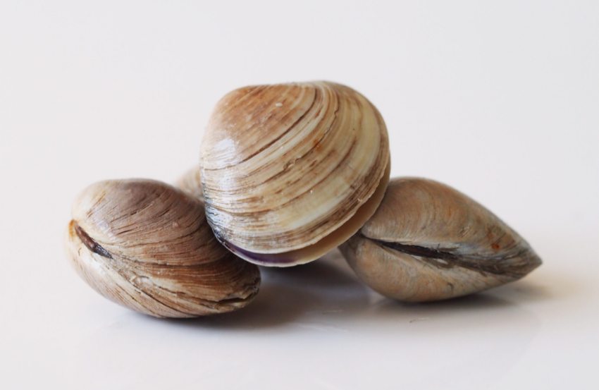 조개 및 해산물